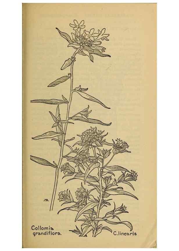 Reproducción/Reproduction 46128068454: Field book of western wild flowers /. New York :Putnam,1915.. 