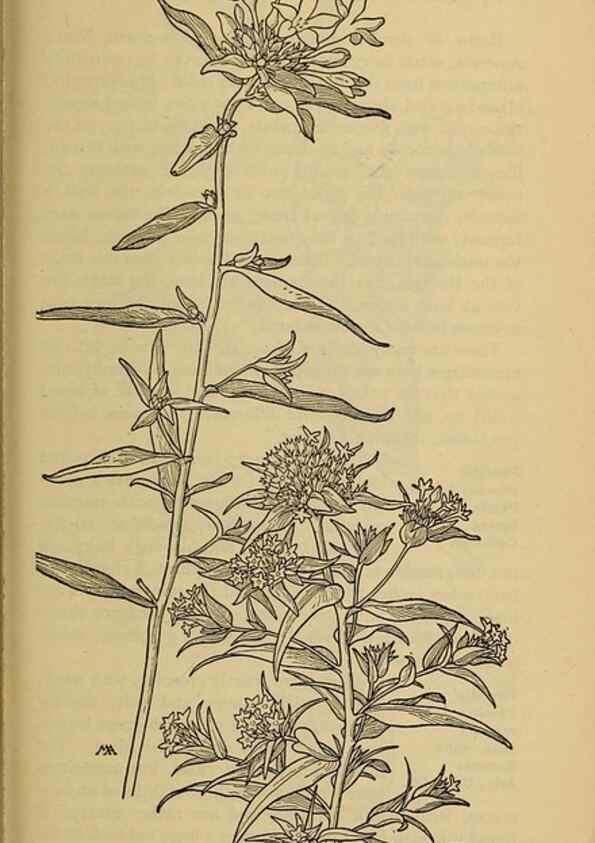 Reproducción/Reproduction 46128068454: Field book of western wild flowers /. New York :Putnam,1915.. 