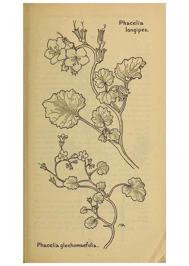 Reproducción/Reproduction 31911823247: Field book of western wild flowers /. New York :Putnam,1915.. 
