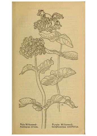 Reproducción/Reproduction 45938504505: Field book of western wild flowers /. New York :Putnam,1915.. 