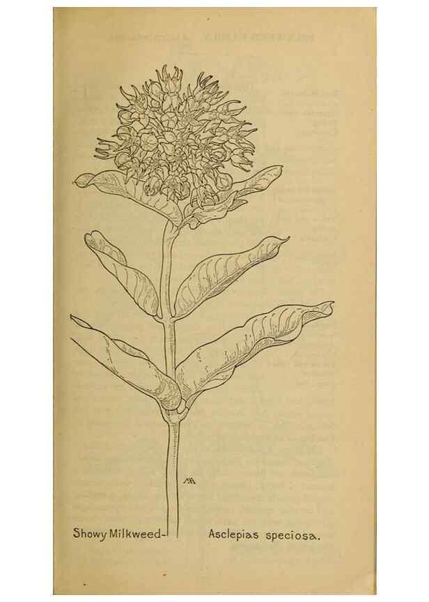 Reproducción/Reproduction 31911777137: Field book of western wild flowers /. New York :Putnam,1915.. 