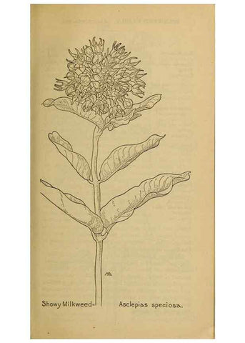 Reproducción/Reproduction 31911777137: Field book of western wild flowers /. New York :Putnam,1915.. 