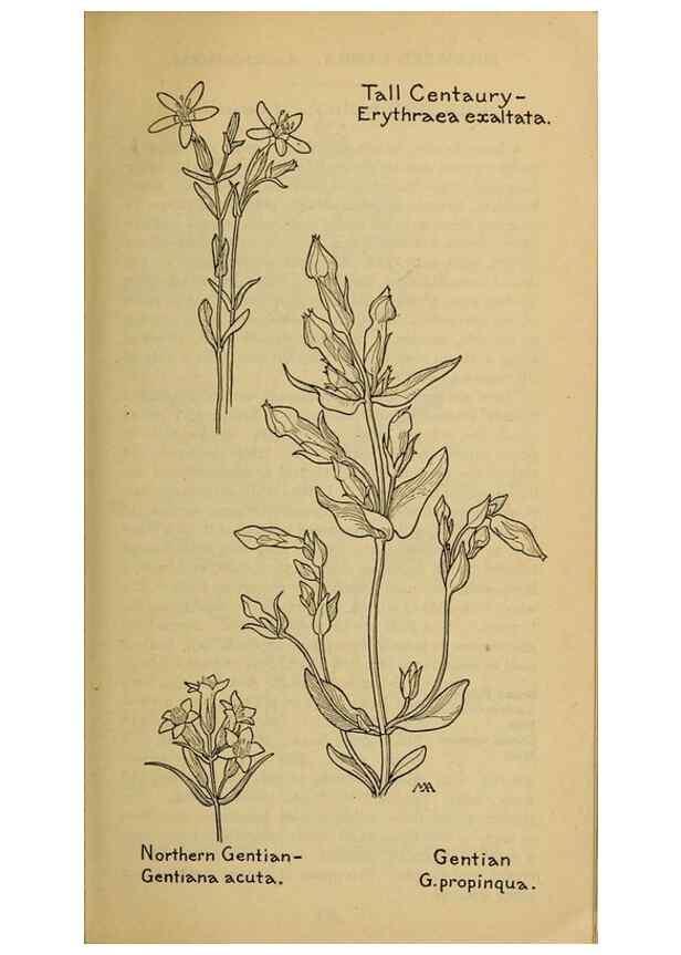 Reproducción/Reproduction 46801038932: Field book of western wild flowers /. New York :Putnam,1915.. 