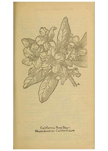 Reproducción/Reproduction 39888197163: Field book of western wild flowers /. New York :Putnam,1915.. 