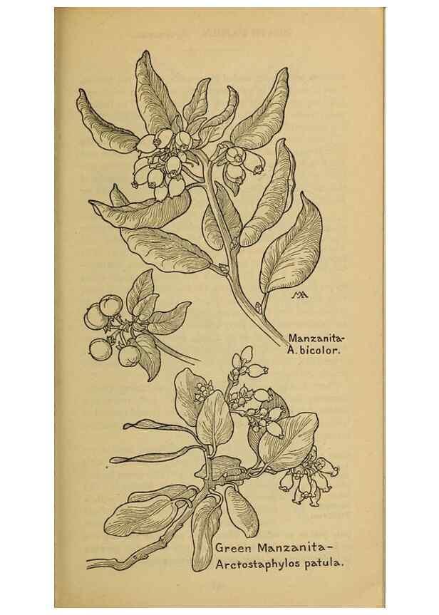 Reproducción/Reproduction 31911768767: Field book of western wild flowers /. New York :Putnam,1915.. 