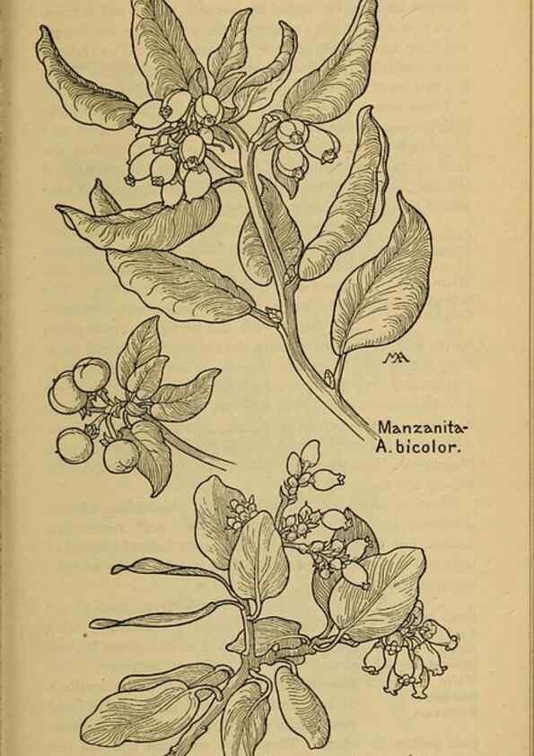 Reproducción/Reproduction 31911768767: Field book of western wild flowers /. New York :Putnam,1915.. 