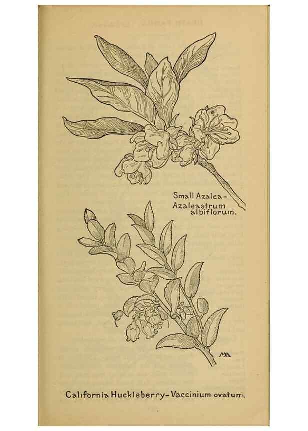 Reproducción/Reproduction 46853075851: Field book of western wild flowers /. New York :Putnam,1915.. 