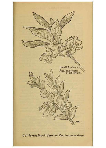 Reproducción/Reproduction 46853075851: Field book of western wild flowers /. New York :Putnam,1915.. 