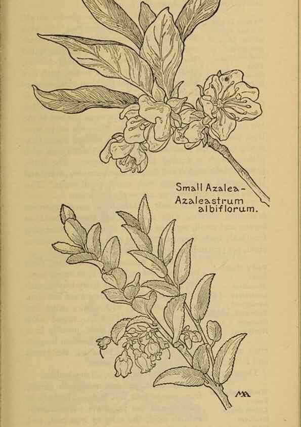 Reproducción/Reproduction 46853075851: Field book of western wild flowers /. New York :Putnam,1915.. 