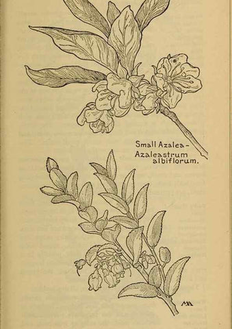 Reproducción/Reproduction 46853075851: Field book of western wild flowers /. New York :Putnam,1915.. 