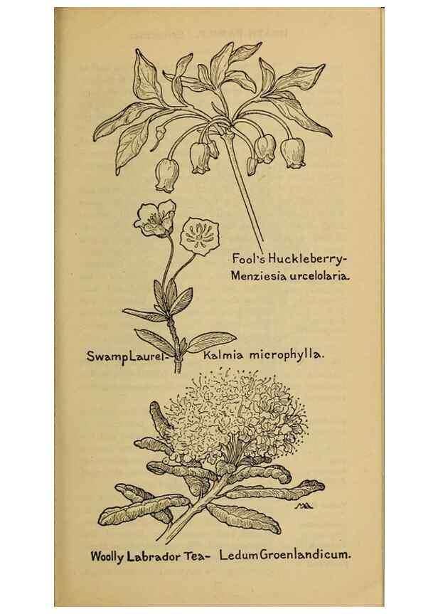 Reproducción/Reproduction 39888200453: Field book of western wild flowers /. New York :Putnam,1915.. 
