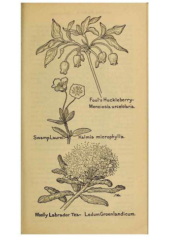 Reproducción/Reproduction 39888200453: Field book of western wild flowers /. New York :Putnam,1915.. 