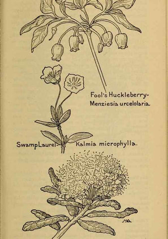 Reproducción/Reproduction 39888200453: Field book of western wild flowers /. New York :Putnam,1915.. 