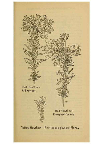 Reproducción/Reproduction 46801033502: Field book of western wild flowers /. New York :Putnam,1915.. 