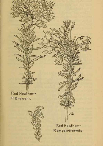 Reproducción/Reproduction 46801033502: Field book of western wild flowers /. New York :Putnam,1915.. 