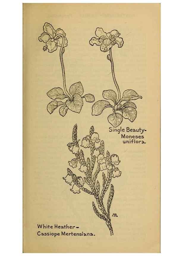 Reproducción/Reproduction 32977714778: Field book of western wild flowers /. New York :Putnam,1915.. 