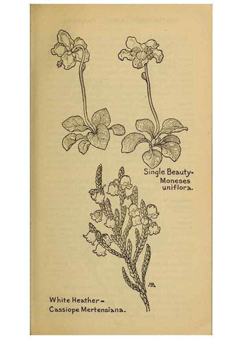 Reproducción/Reproduction 32977714778: Field book of western wild flowers /. New York :Putnam,1915.. 