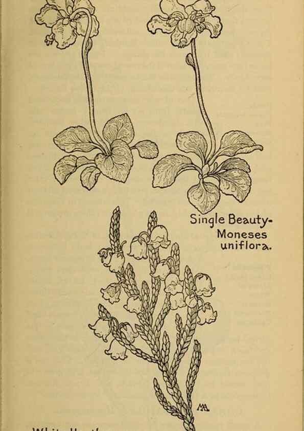 Reproducción/Reproduction 32977714778: Field book of western wild flowers /. New York :Putnam,1915.. 