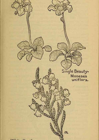Reproducción/Reproduction 32977714778: Field book of western wild flowers /. New York :Putnam,1915.. 