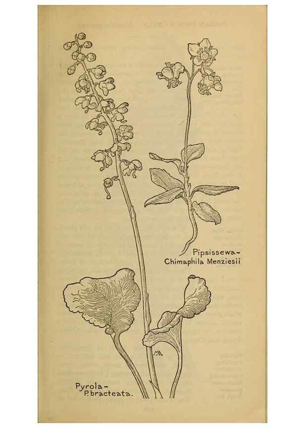 Reproducción/Reproduction 45938495675: Field book of western wild flowers /. New York :Putnam,1915.. 