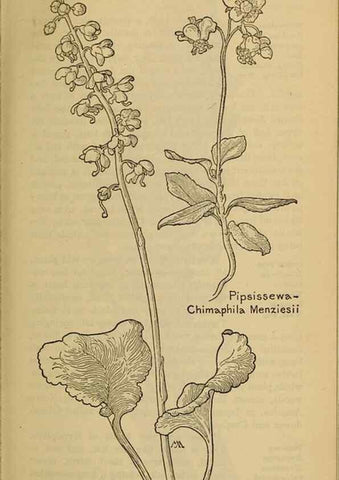 Reproducción/Reproduction 45938495675: Field book of western wild flowers /. New York :Putnam,1915.. 