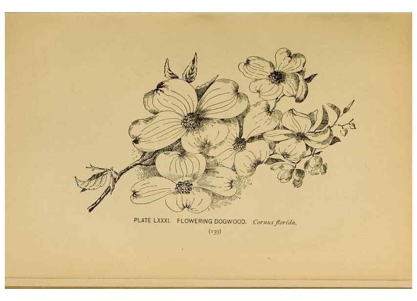 Reproducción/Reproduction 45938418595: A guide to the wild flowers.. New York,F. A. Stokes[1899]. 