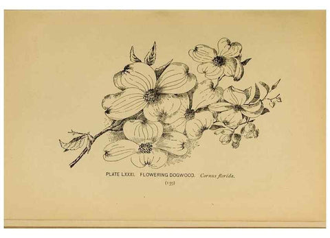 Reproducción/Reproduction 45938418595: A guide to the wild flowers.. New York,F. A. Stokes[1899]. 