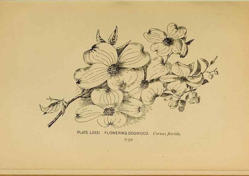 Reproducción/Reproduction 45938418595: A guide to the wild flowers.. New York,F. A. Stokes[1899]. 