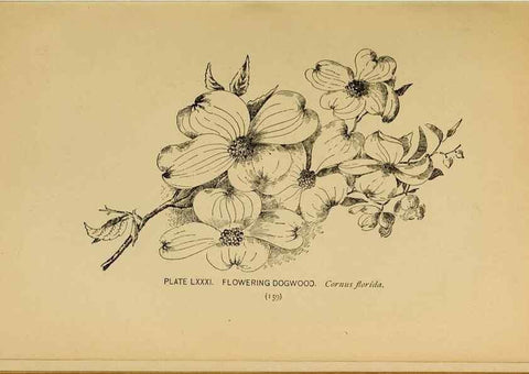 Reproducción/Reproduction 45938418595: A guide to the wild flowers.. New York,F. A. Stokes[1899]. 