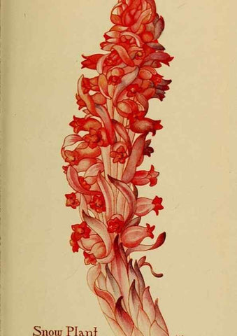 Reproducción/Reproduction 31911770957: Field book of western wild flowers /. New York :Putnam,1915.. 
