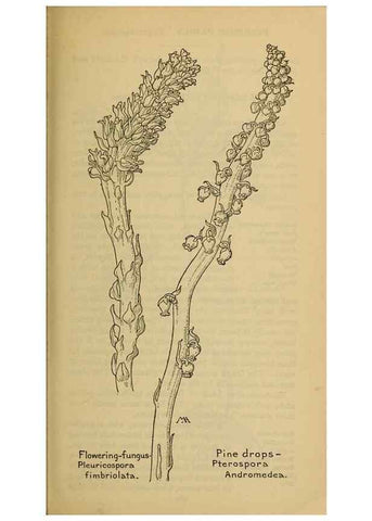 Reproducción/Reproduction 45938497885: Field book of western wild flowers /. New York :Putnam,1915.. 