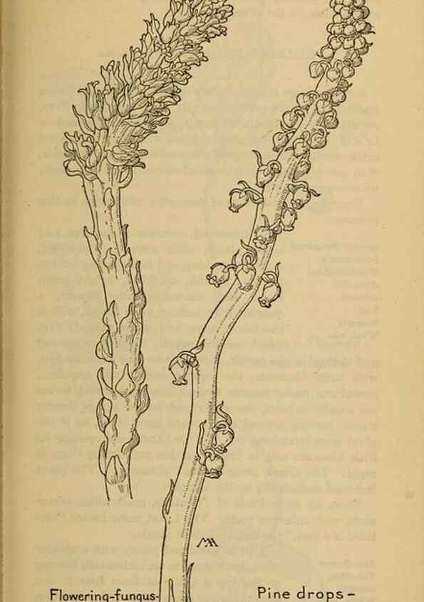Reproducción/Reproduction 45938497885: Field book of western wild flowers /. New York :Putnam,1915.. 