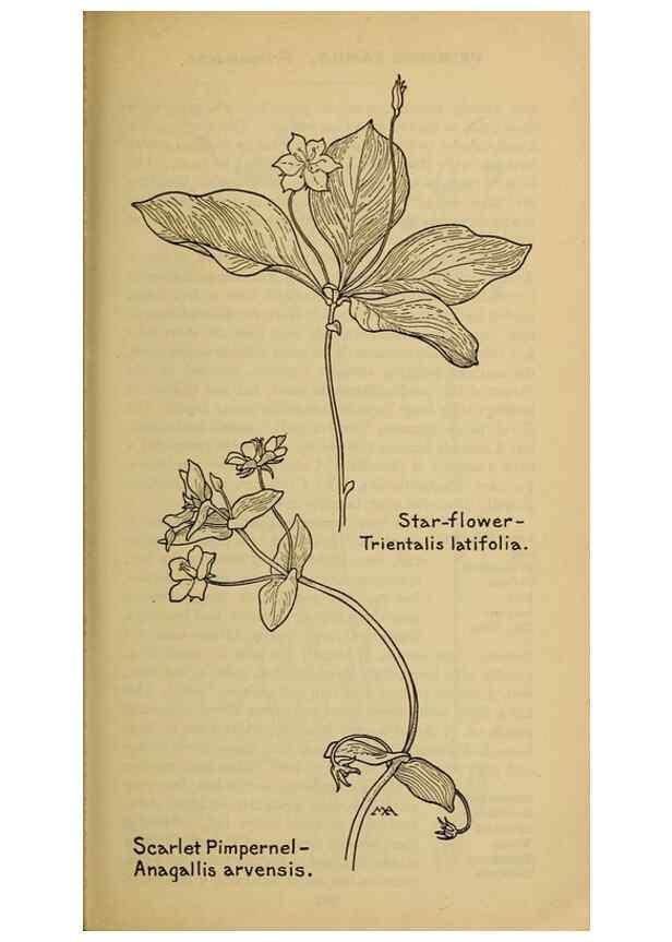 Reproducción/Reproduction 46128027864: Field book of western wild flowers /. New York :Putnam,1915.. 