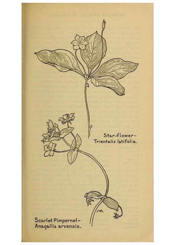 Reproducción/Reproduction 46128027864: Field book of western wild flowers /. New York :Putnam,1915.. 