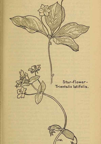 Reproducción/Reproduction 46128027864: Field book of western wild flowers /. New York :Putnam,1915.. 