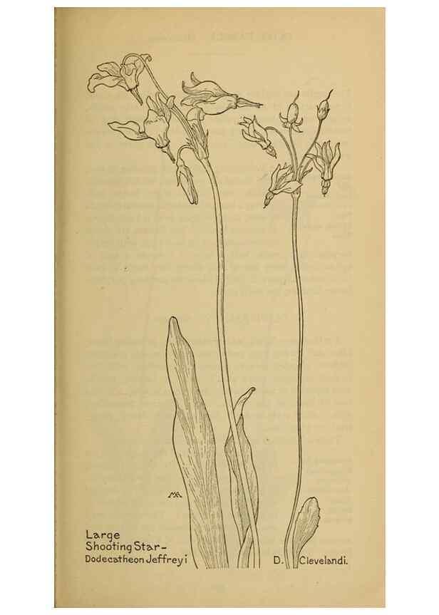 Reproducción/Reproduction 32977720458: Field book of western wild flowers /. New York :Putnam,1915.. 