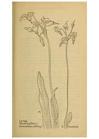 Reproducción/Reproduction 32977720458: Field book of western wild flowers /. New York :Putnam,1915.. 