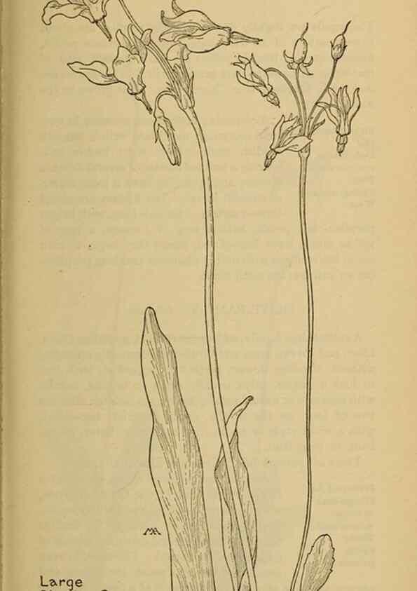 Reproducción/Reproduction 32977720458: Field book of western wild flowers /. New York :Putnam,1915.. 