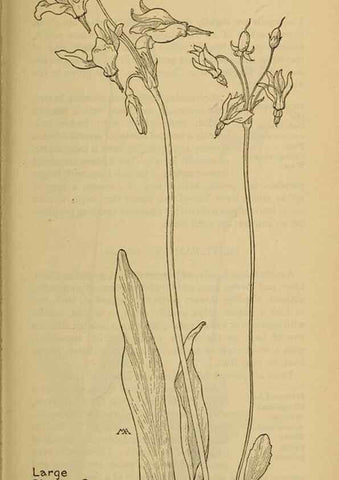 Reproducción/Reproduction 32977720458: Field book of western wild flowers /. New York :Putnam,1915.. 