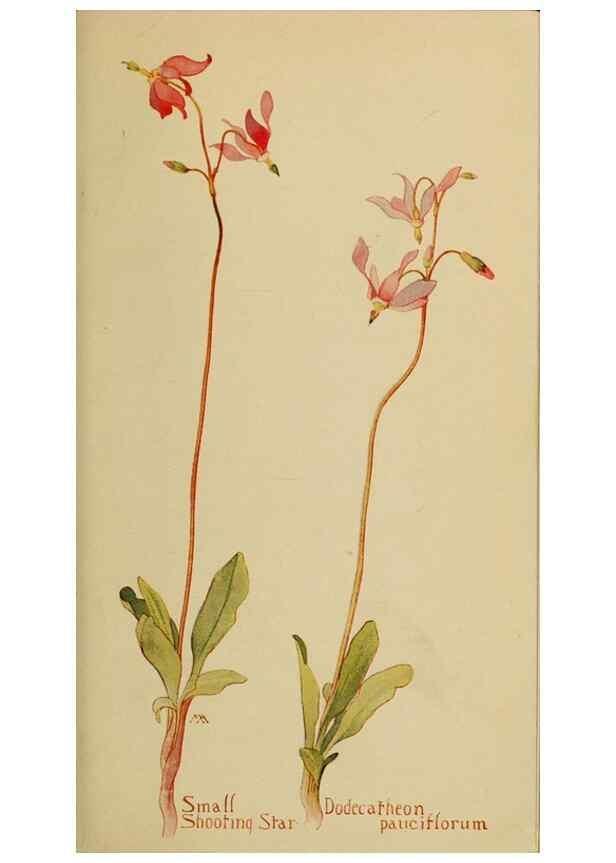 Reproducción/Reproduction 32977721198: Field book of western wild flowers /. New York :Putnam,1915.. 