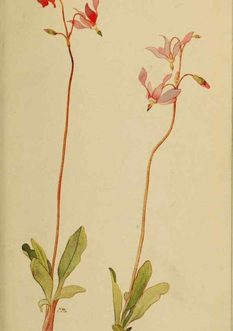 Reproducción/Reproduction 32977721198: Field book of western wild flowers /. New York :Putnam,1915.. 