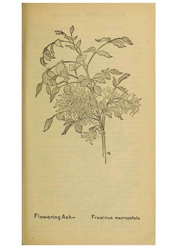 Reproducción/Reproduction 46128030764: Field book of western wild flowers /. New York :Putnam,1915.. 