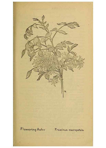 Reproducción/Reproduction 46128030764: Field book of western wild flowers /. New York :Putnam,1915.. 