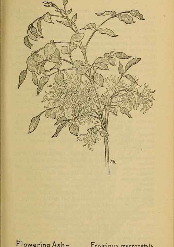 Reproducción/Reproduction 46128030764: Field book of western wild flowers /. New York :Putnam,1915.. 