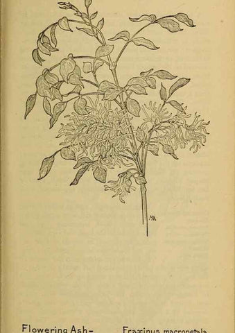 Reproducción/Reproduction 46128030764: Field book of western wild flowers /. New York :Putnam,1915.. 