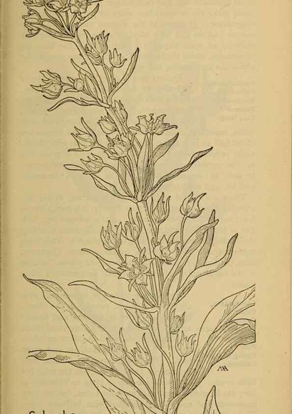 Reproducción/Reproduction 32977722868: Field book of western wild flowers /. New York :Putnam,1915.. 