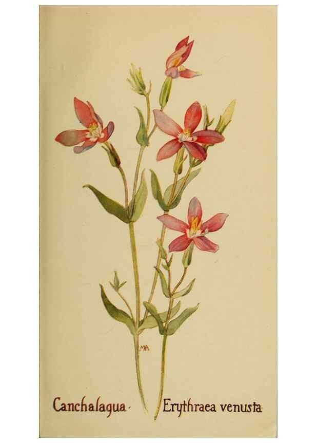 Reproducción/Reproduction 32977723918: Field book of western wild flowers /. New York :Putnam,1915.. 