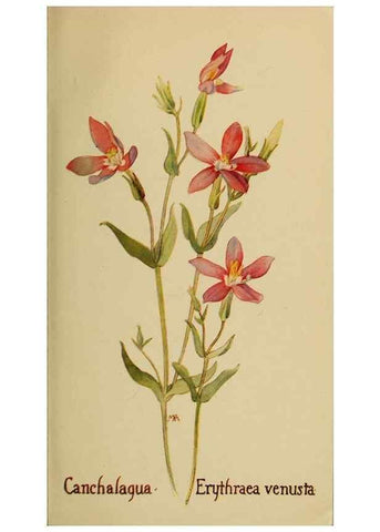 Reproducción/Reproduction 32977723918: Field book of western wild flowers /. New York :Putnam,1915.. 