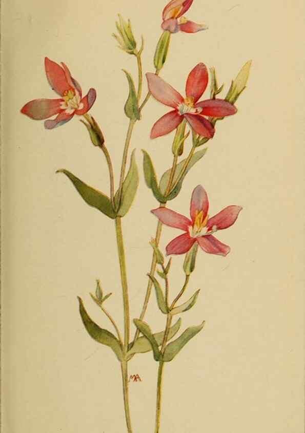 Reproducción/Reproduction 32977723918: Field book of western wild flowers /. New York :Putnam,1915.. 