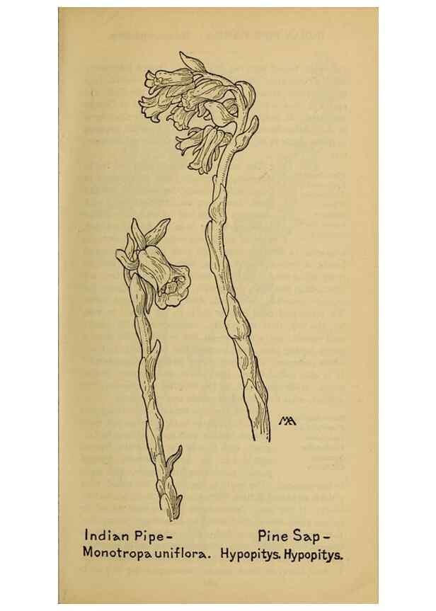 Reproducción/Reproduction 45938497355: Field book of western wild flowers /. New York :Putnam,1915.. 